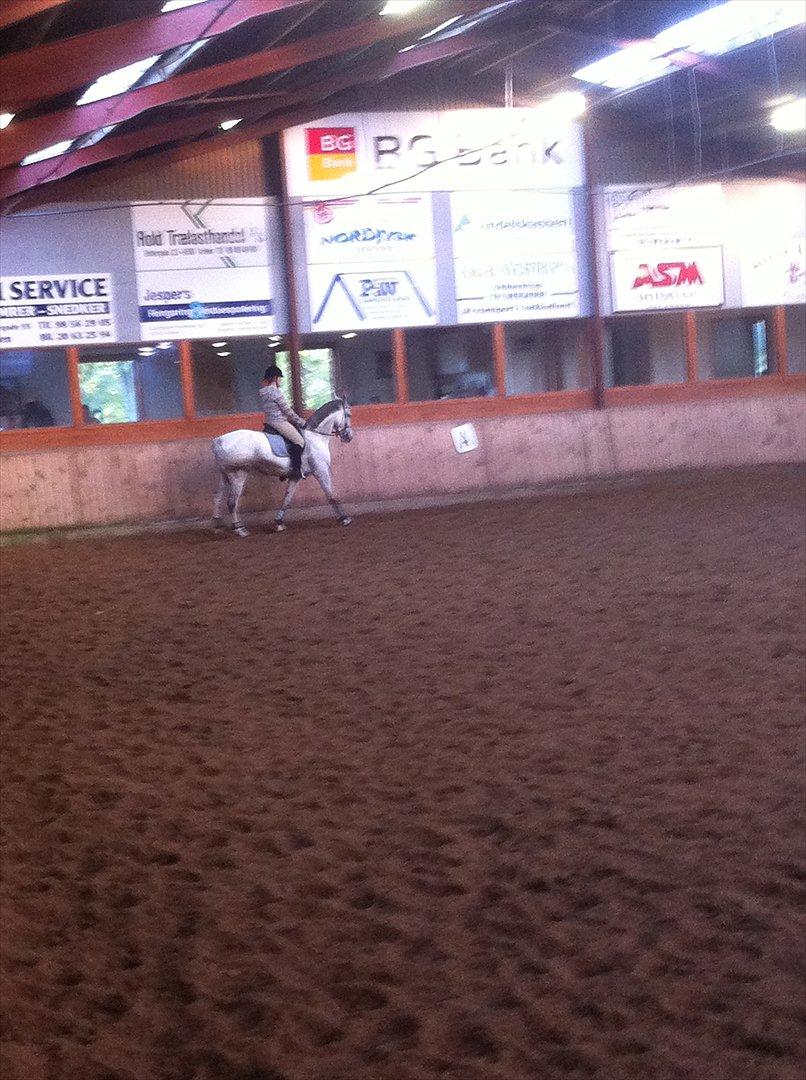 Dansk Varmblod Tica - Vores anden ridetime sammen.  billede 13