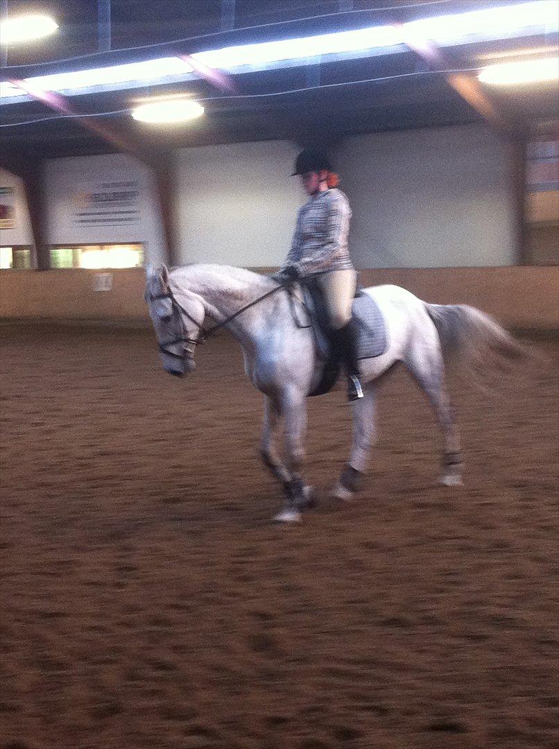 Dansk Varmblod Tica - Vores anden ridetime sammen.  billede 14