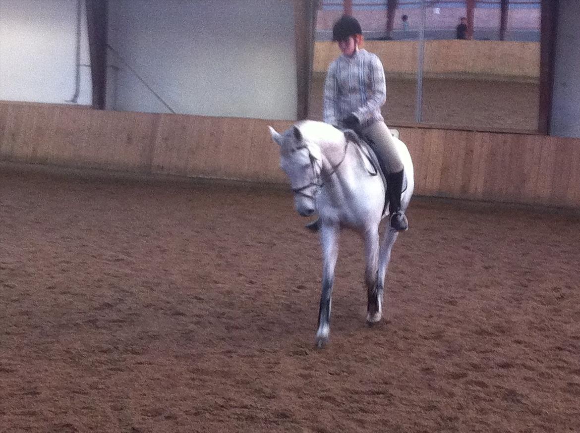 Dansk Varmblod Tica - Vores anden ridetime sammen.  billede 11