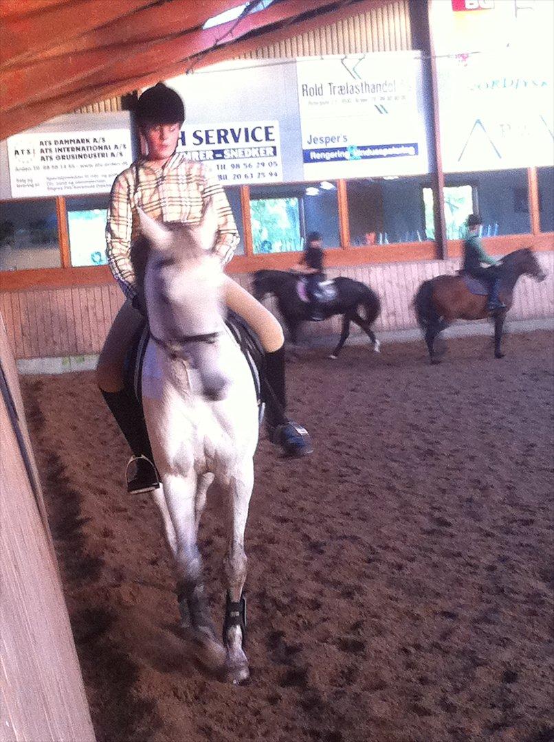 Dansk Varmblod Tica - Vores anden ridetime sammen.  billede 15