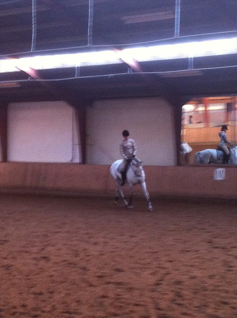 Dansk Varmblod Tica - Vores anden ridetime sammen.  billede 16