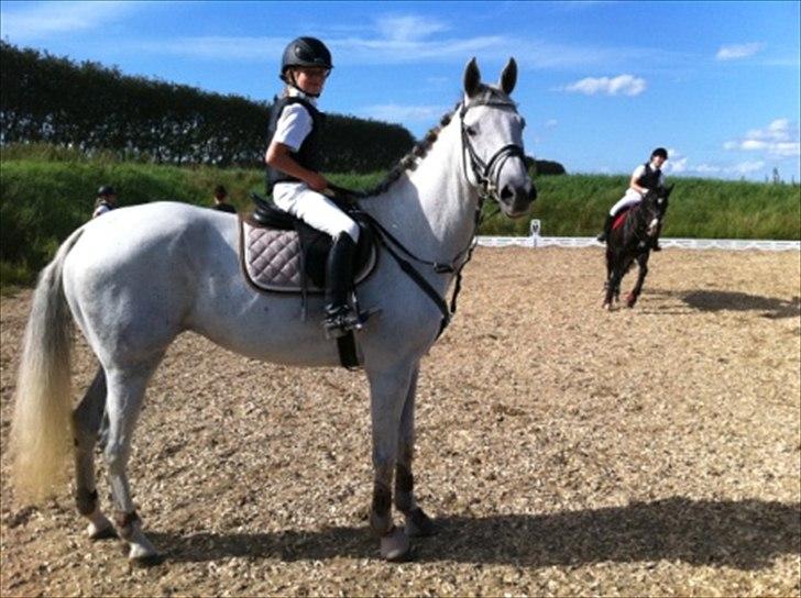 Dansk Varmblod Tica - Pernille ejerens datter der har været ved at springe.  billede 17