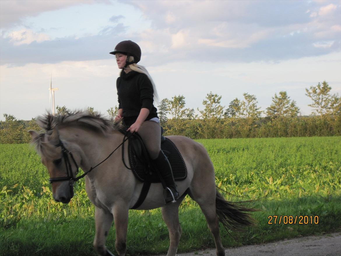 Fjordhest Mølgaards Roxann **SOLGT** billede 2