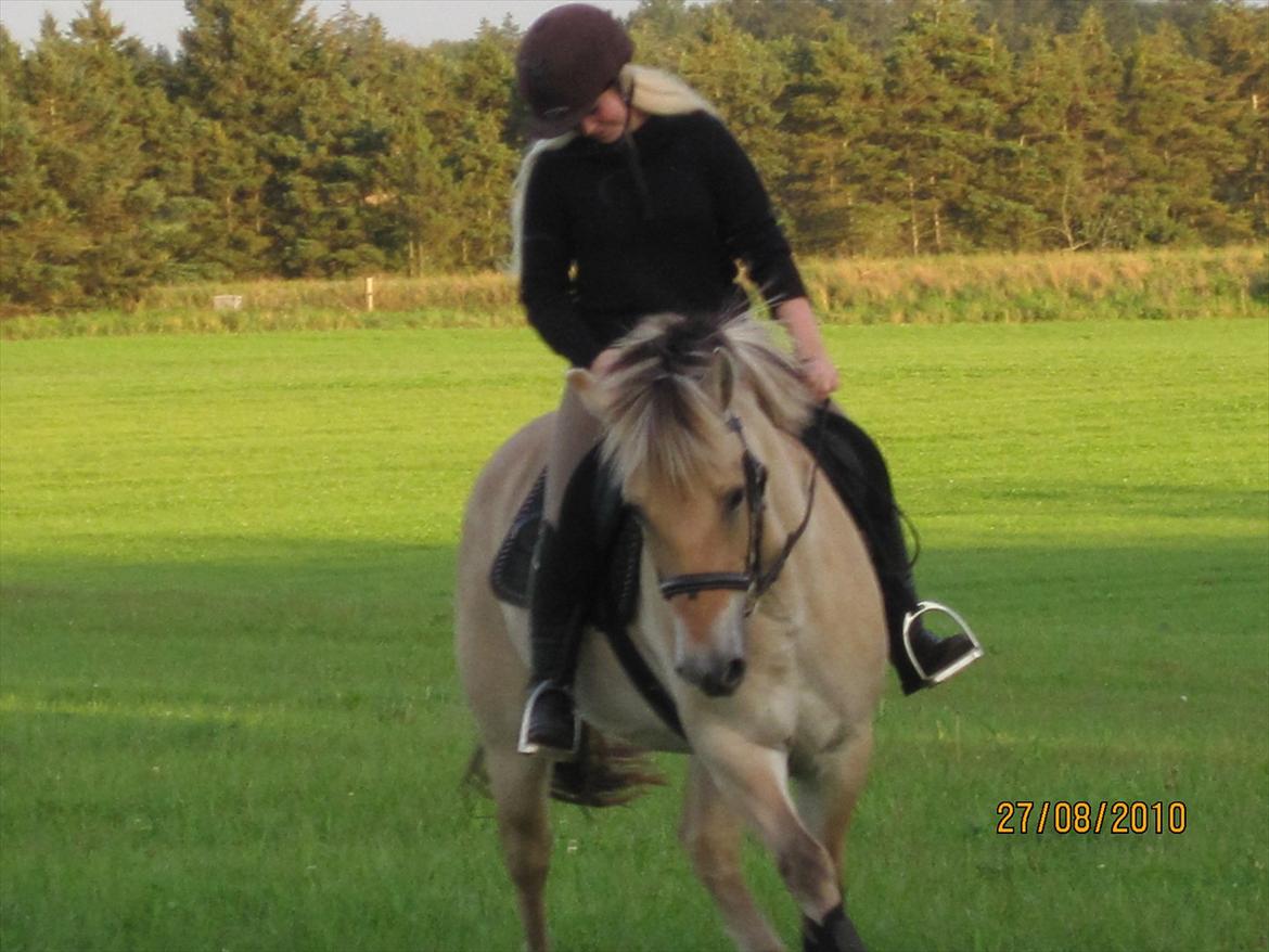 Fjordhest Mølgaards Roxann **SOLGT** billede 3