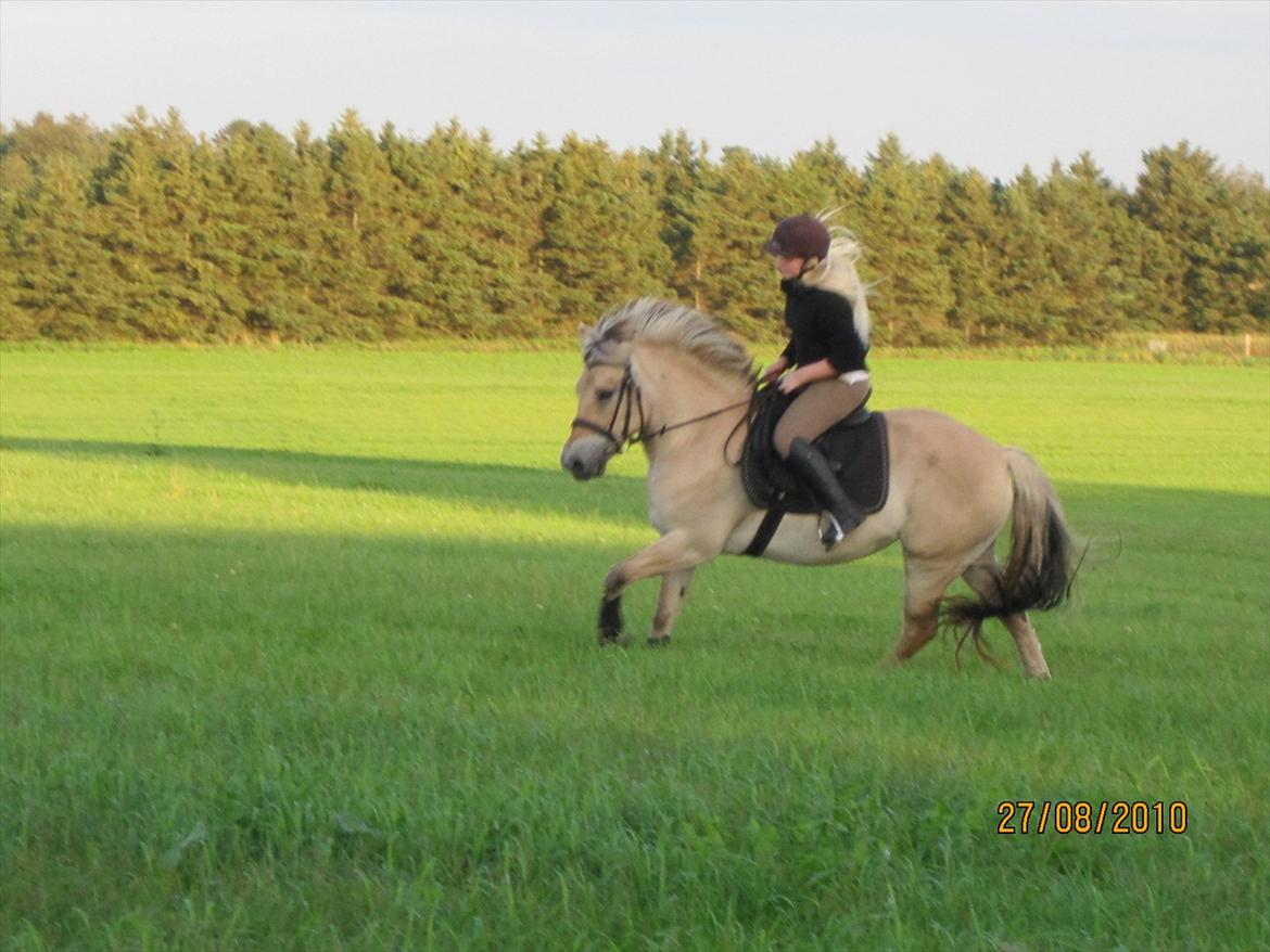 Fjordhest Mølgaards Roxann **SOLGT** billede 5