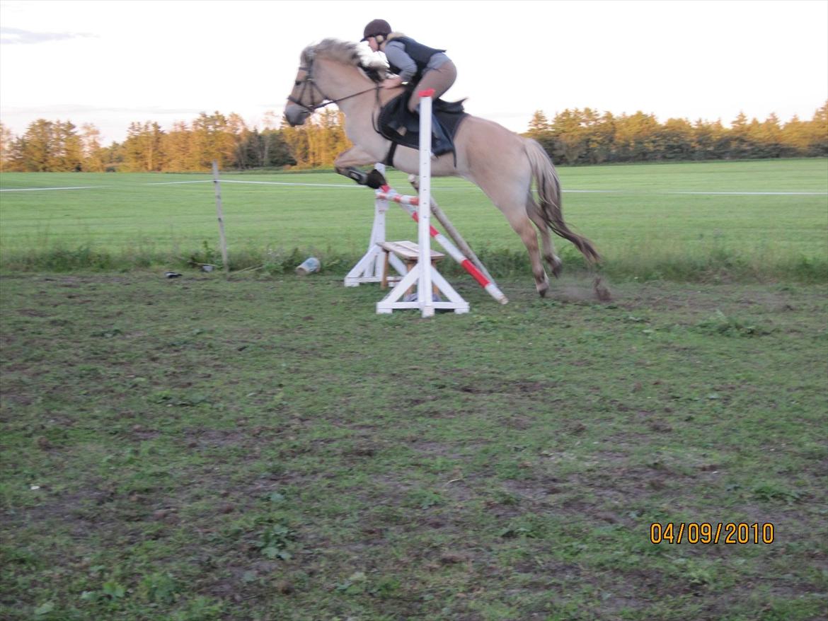 Fjordhest Mølgaards Roxann **SOLGT** billede 7