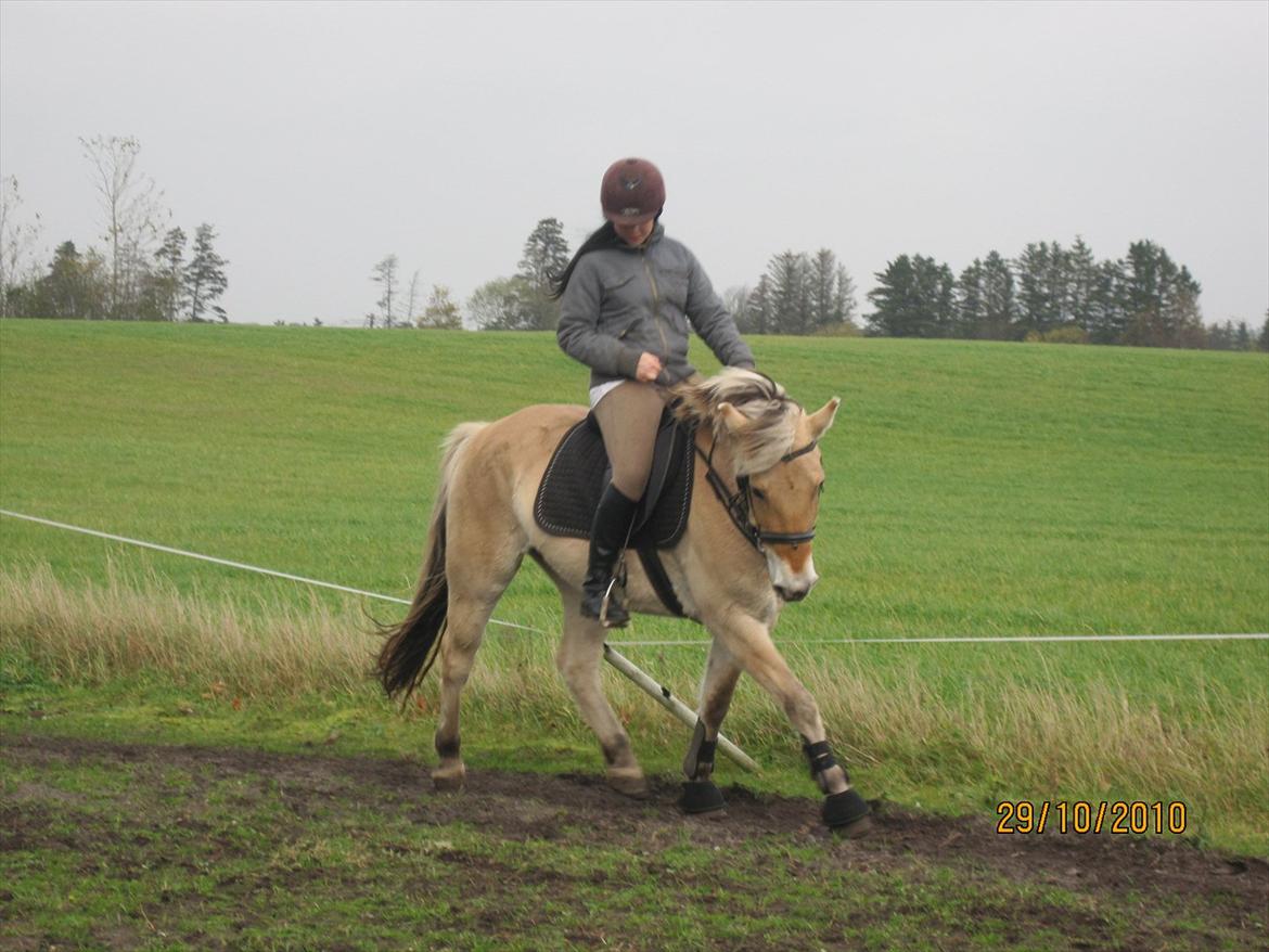 Fjordhest Mølgaards Roxann **SOLGT** billede 8