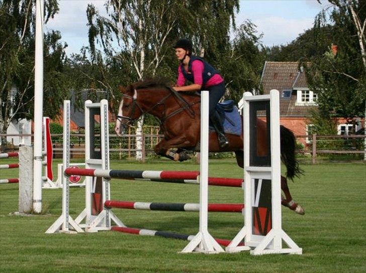 New Forest Escada (Ester)  billede 18