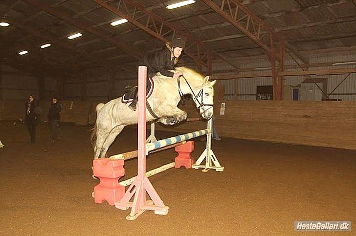 Anden særlig race Silver - Ved godt at kvaliteten ikke er vildt god, det skyldes bla. mørket i ridehuset. Men ELSKER simpelthen det her billede! (:  billede 8