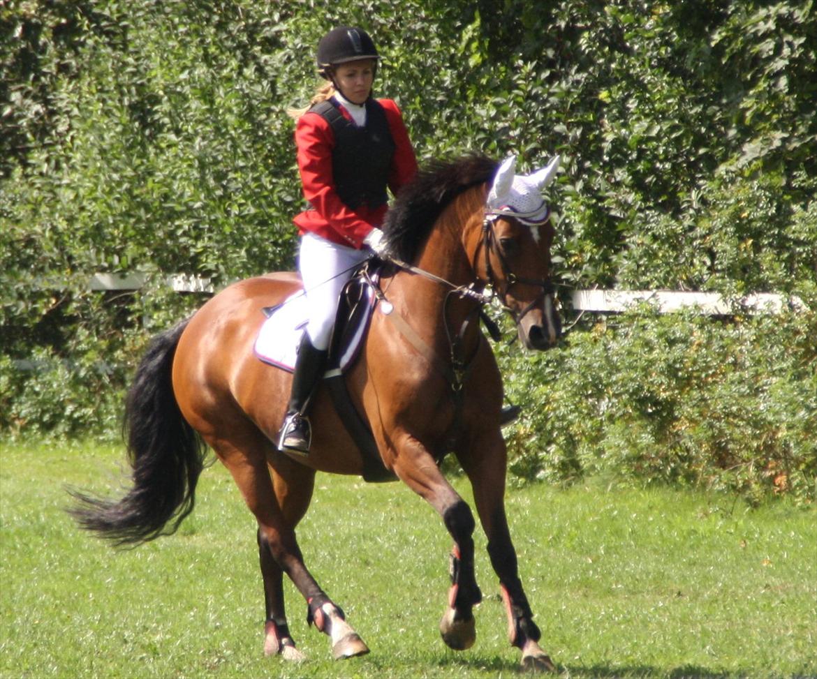 Hollandsk Varmblod Pearly - Solgt<3 - Stævne i aulum billede 9