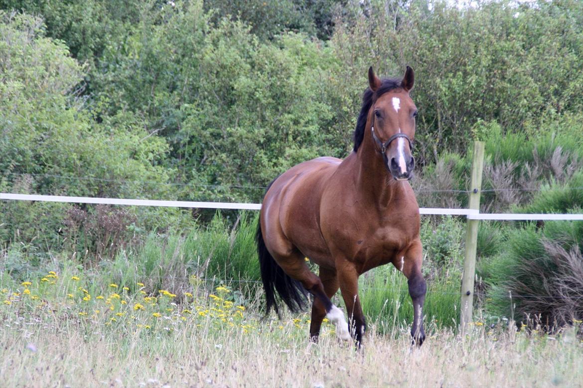 Hollandsk Varmblod Pearly - Solgt<3 - Folden billede 13