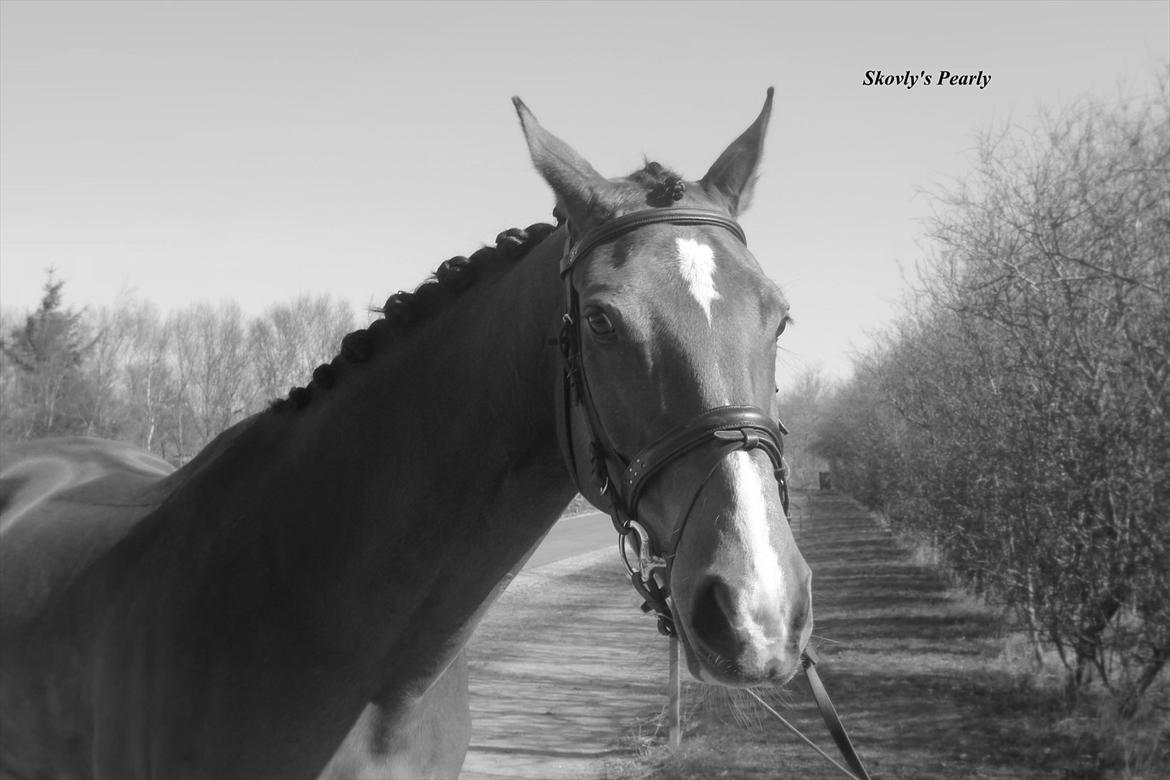 Hollandsk Varmblod Pearly - Solgt<3 - Damen billede 15