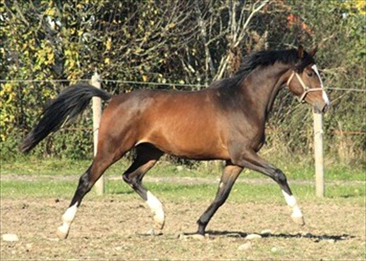 Trakehner HIGH SKYE billede 1