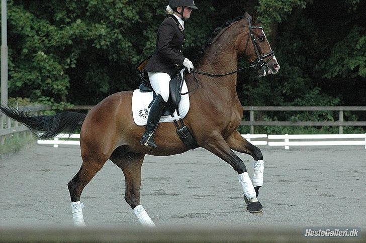 Trakehner HIGH SKYE billede 2