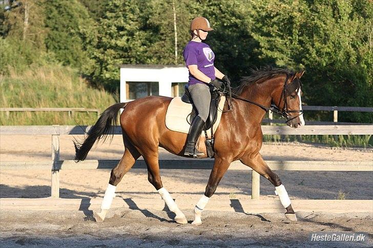 Trakehner HIGH SKYE billede 3
