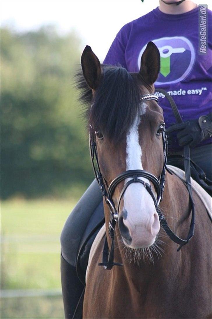 Trakehner HIGH SKYE billede 4