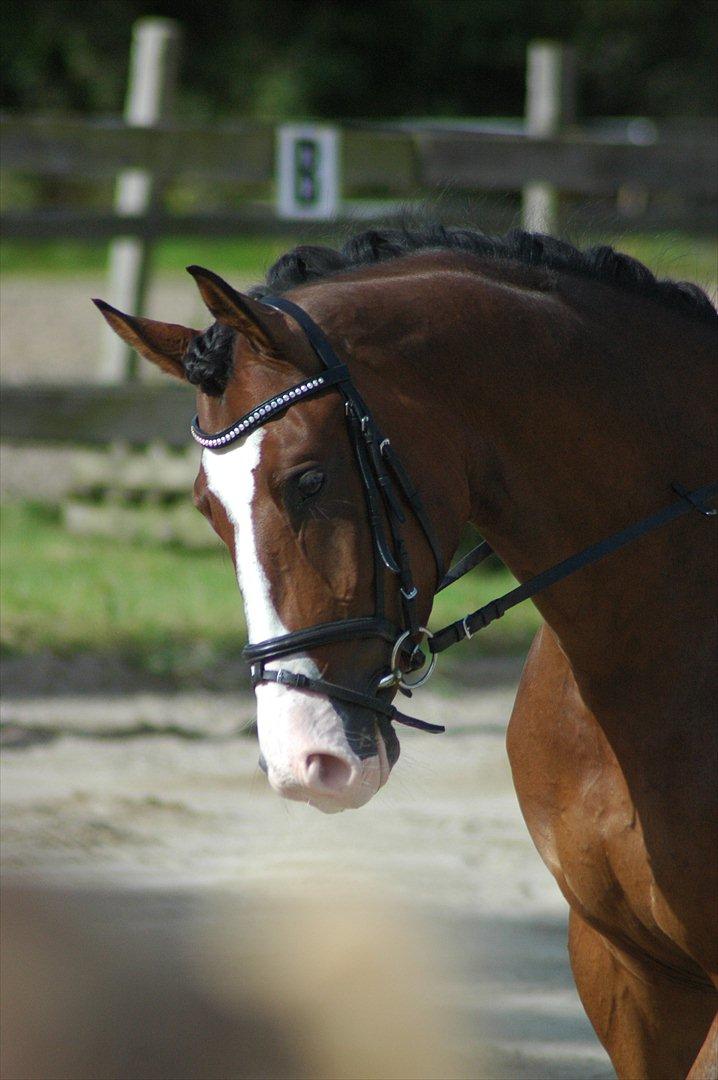 Trakehner HIGH SKYE billede 5