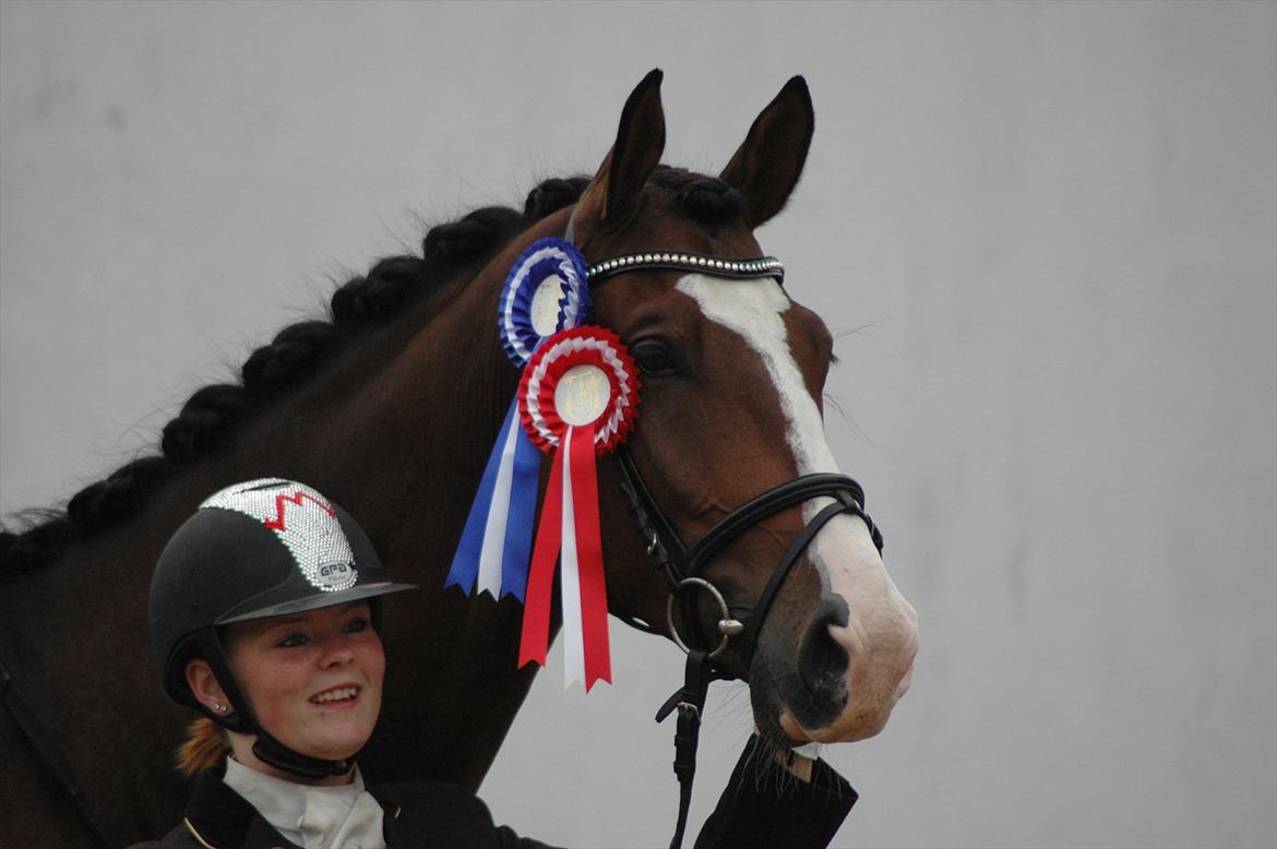 Trakehner HIGH SKYE billede 6