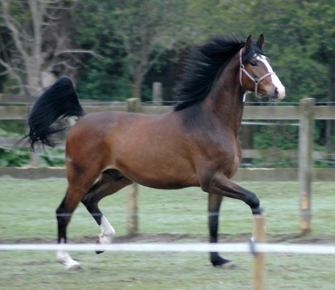 Trakehner HIGH SKYE billede 7