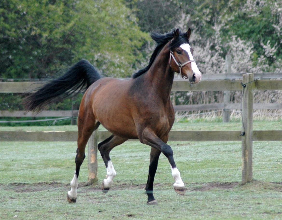 Trakehner HIGH SKYE billede 8