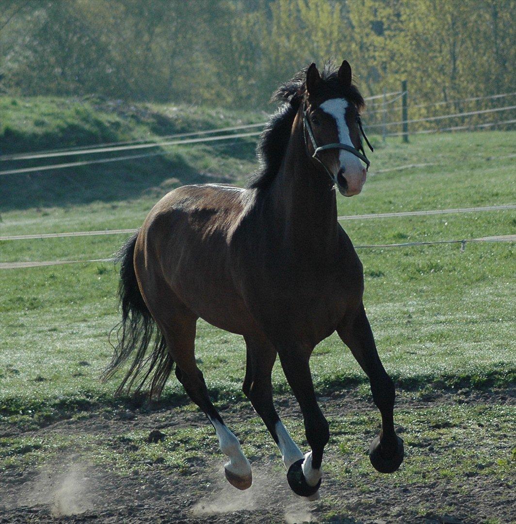 Trakehner HIGH SKYE billede 9