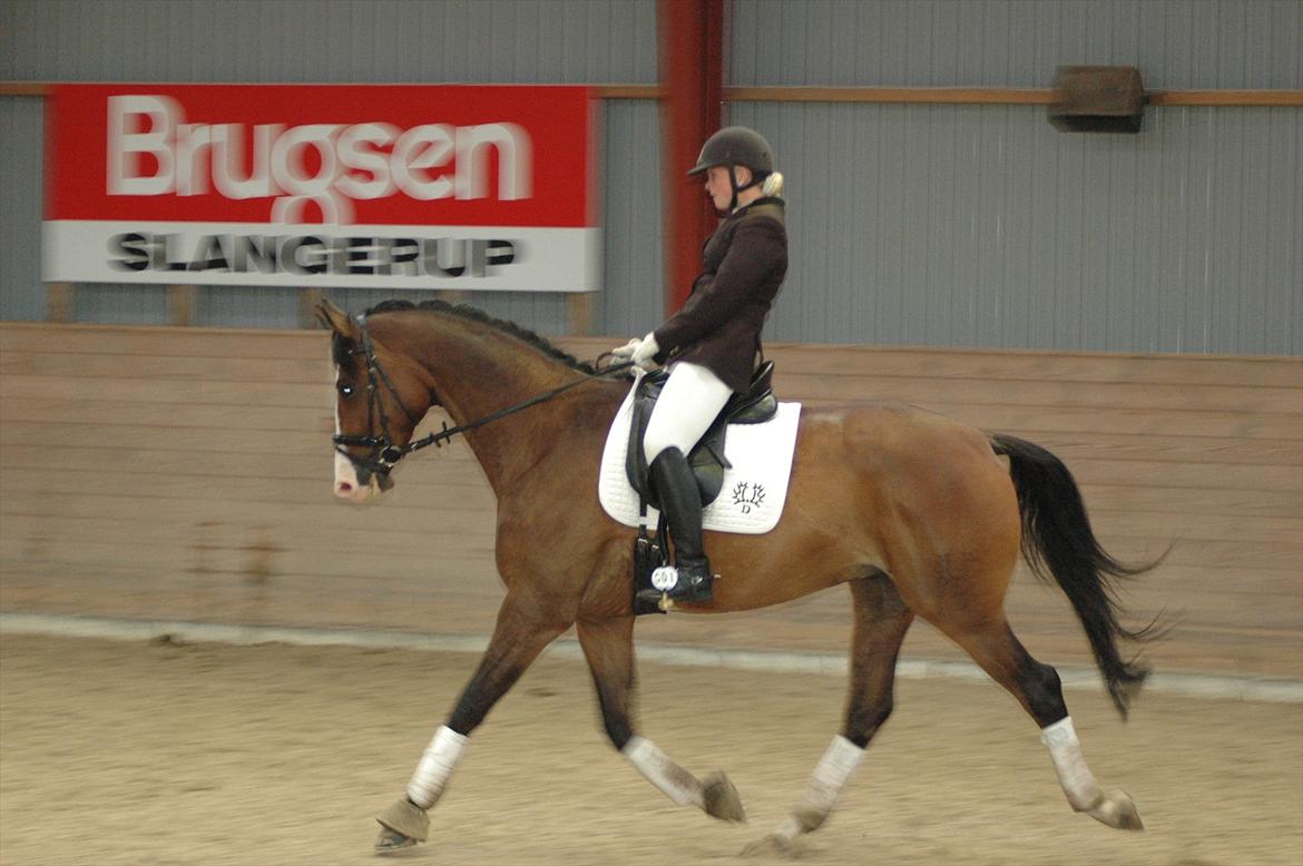 Trakehner HIGH SKYE billede 10