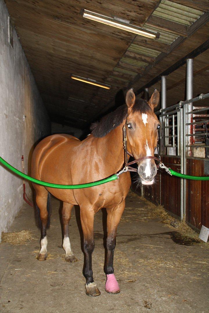 Hollandsk Varmblod Pearly - Solgt<3 - Da Pearly havde slået sin hov. billede 18