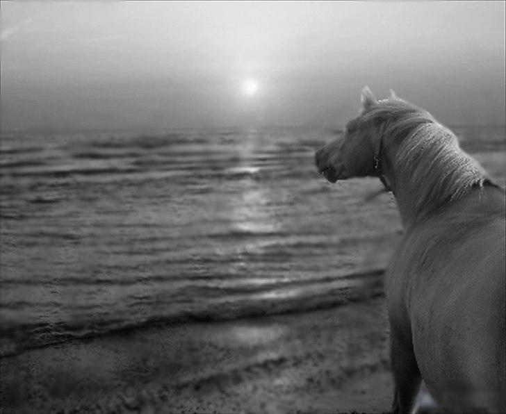 Anden særlig race Cavaliére Cadeau - (Calle) - Og nej, billedet er ikke ægte, det er redigeret! :-)
Rigtigt står han og kigger ud over folden :-)

Foto og Redigering: Mig  billede 9