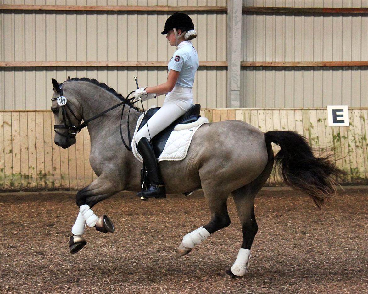 Welsh Cob (sec D) Ocebio <3 - Landsstævne i Sundeved 2011. Foto: Cecilie  billede 14