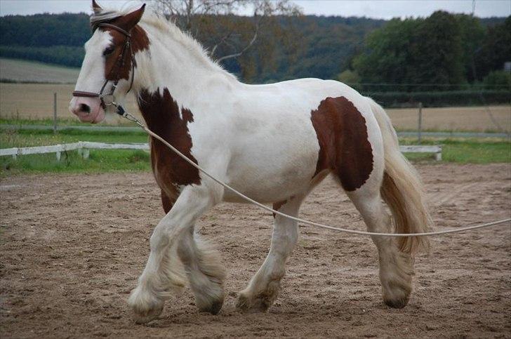 Irish Cob | Kenzo's Lacrosse *Krølle* - SOLGT! - Krølle er ved at blive super til at blive longeret <3 Foto: Ditte Brudlykke billede 11
