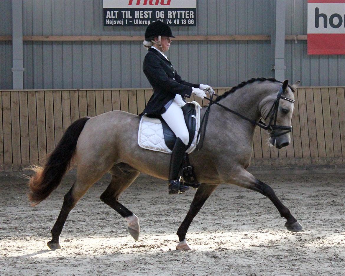 Welsh Cob (sec D) Ocebio <3 - PRM til landsstævne<3 Foto: Cecilie billede 15