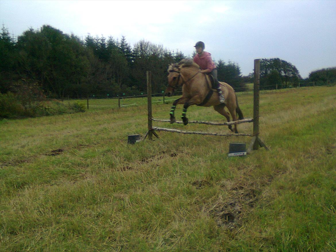 Anden særlig race Tikka - Spring træning :D billede 2