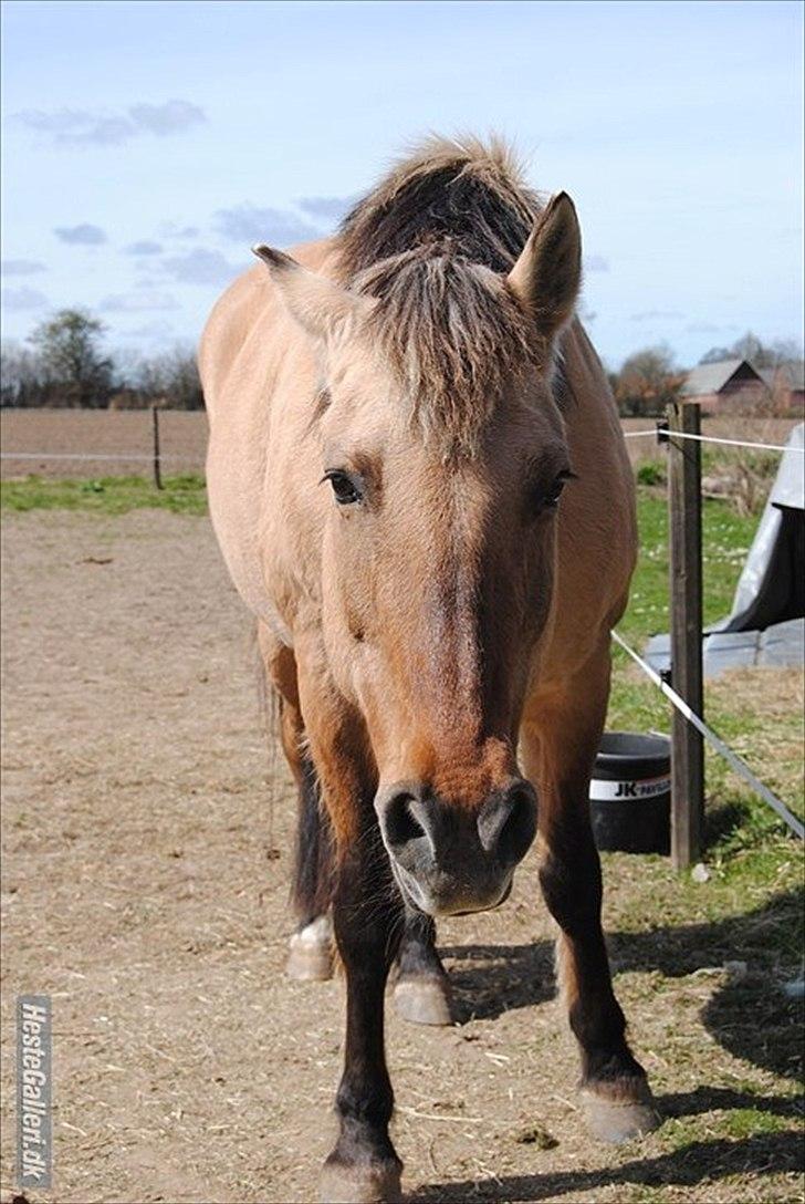 Anden særlig race Tikka - Mere hygge på folden :-D billede 6