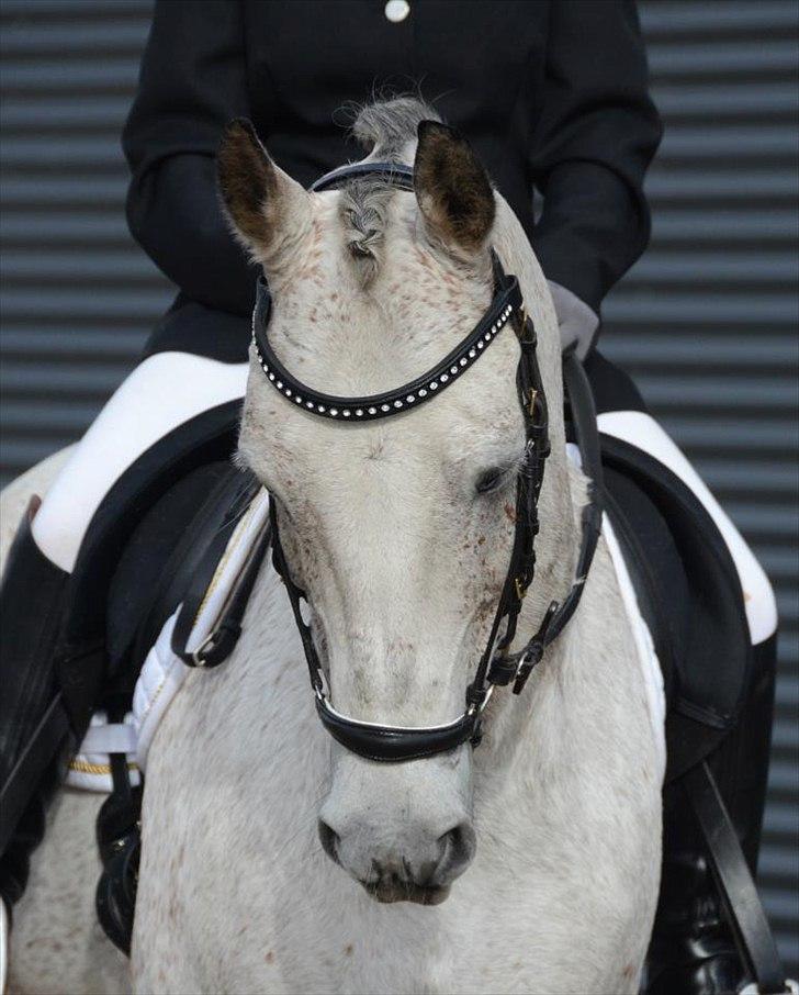 DSP o'hara billede 11