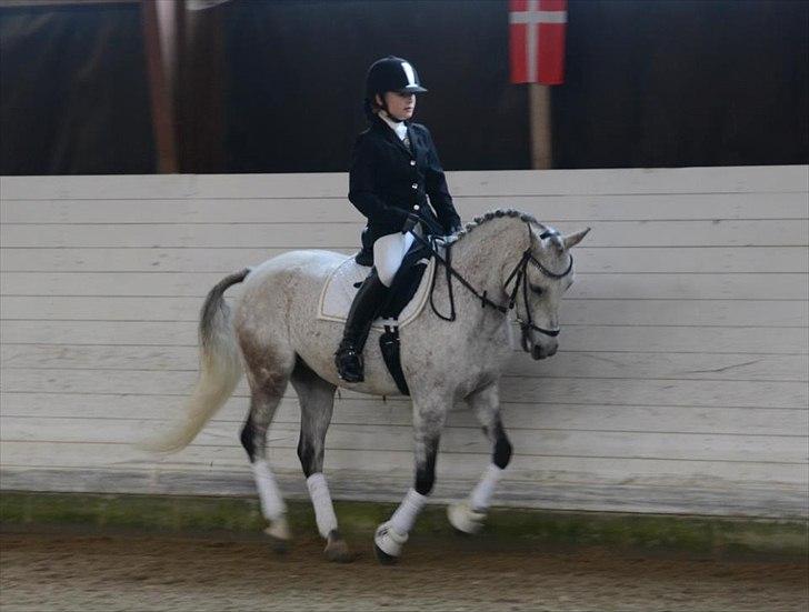 DSP o'hara billede 12