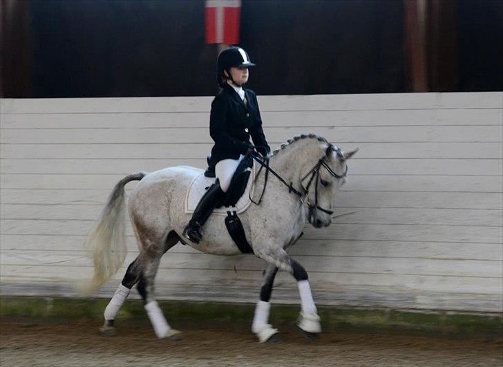 DSP o'hara billede 13