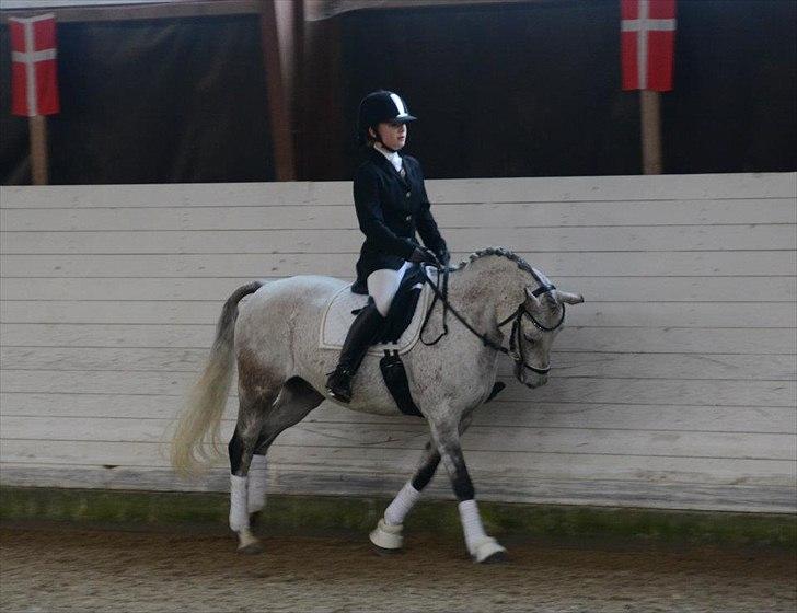 DSP o'hara billede 14