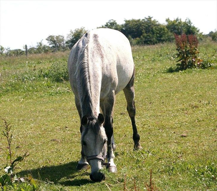 DSP o'hara billede 15