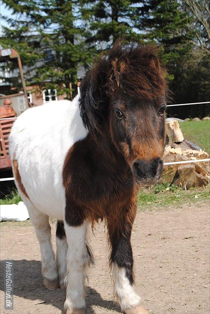 Anden særlig race Bubber R.i.P :'( billede 16