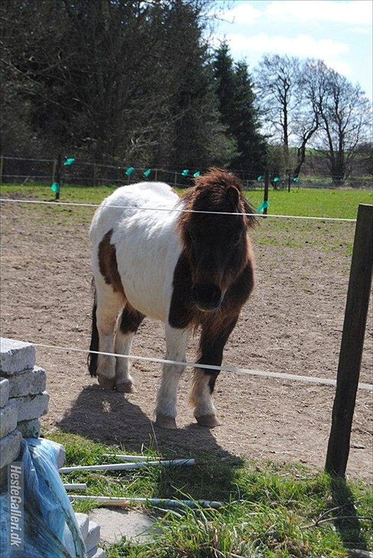 Anden særlig race Bubber R.i.P :'( billede 17