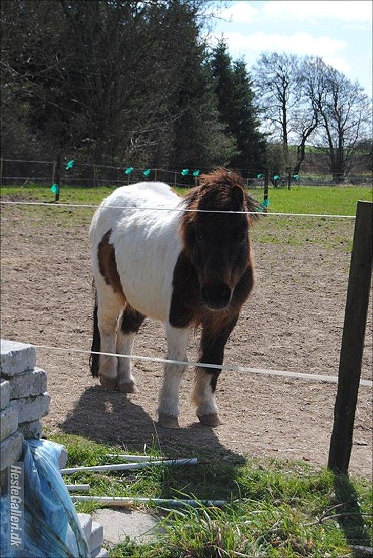 Anden særlig race Bubber R.i.P :'( billede 18