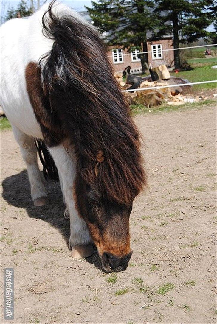 Anden særlig race Bubber R.i.P :'( billede 19