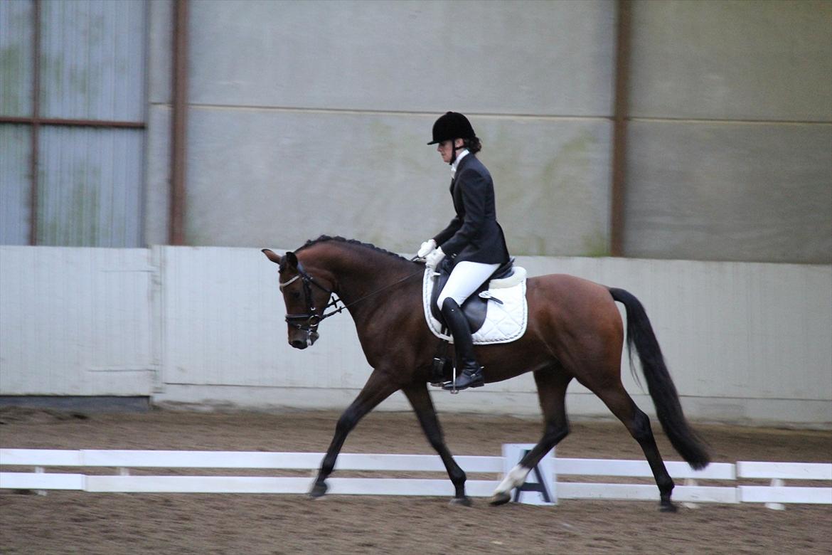 DSP Marco Polo - 4 års championat i Randers. billede 8