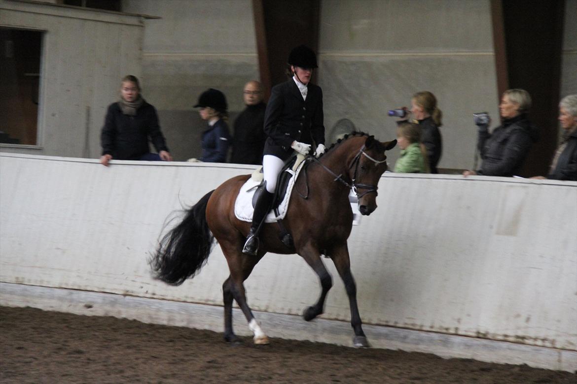 DSP Marco Polo - 4 års championat i Randers. billede 9