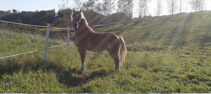 Haflinger Noah hestvang solgt billede 15