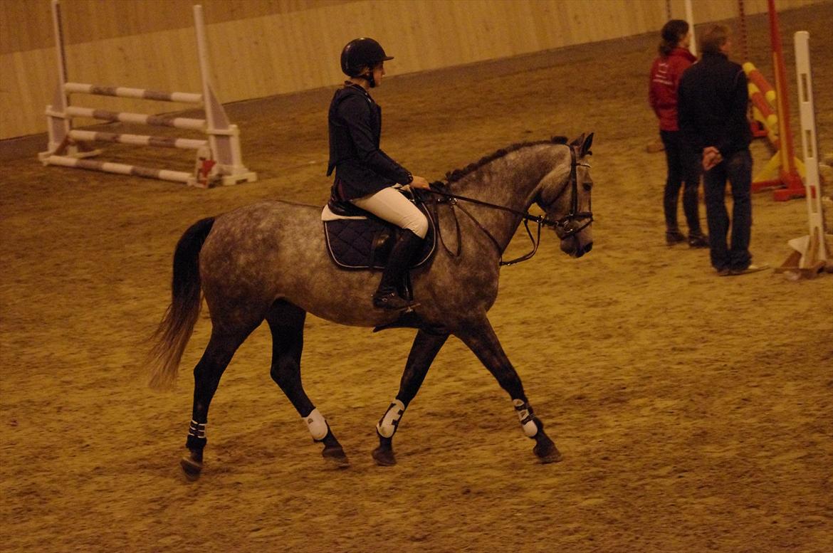 Hollandsk Varmblod Balthazar - Første stævne  billede 11