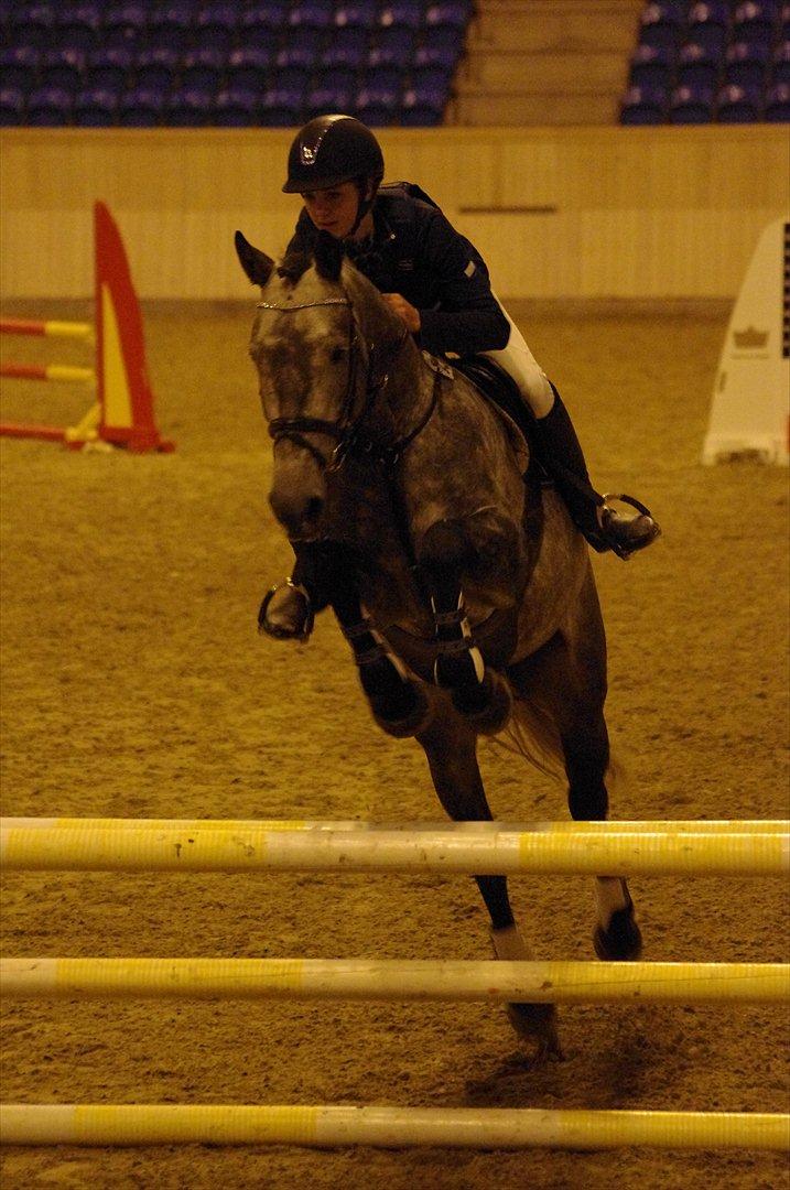 Hollandsk Varmblod Balthazar - Første stævne, 2 fejlfrie klasser, 2 placeringer. Stjerne!! :) billede 12