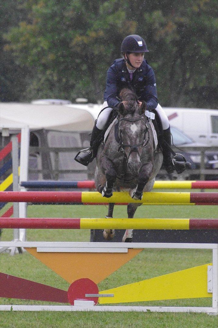 Anden særlig race Belle  - Individuelt distriktsmesterskab 2011. 3 plads. Foto: Sarah Wheler  billede 2