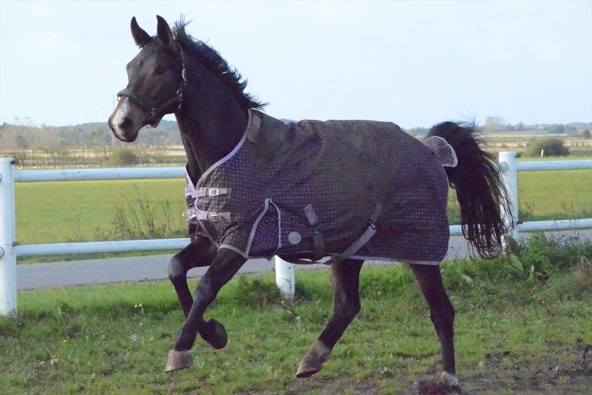 Dansk Varmblod Goodwill Future  - Min smukke'pige i fuld fart over marken! billede 20