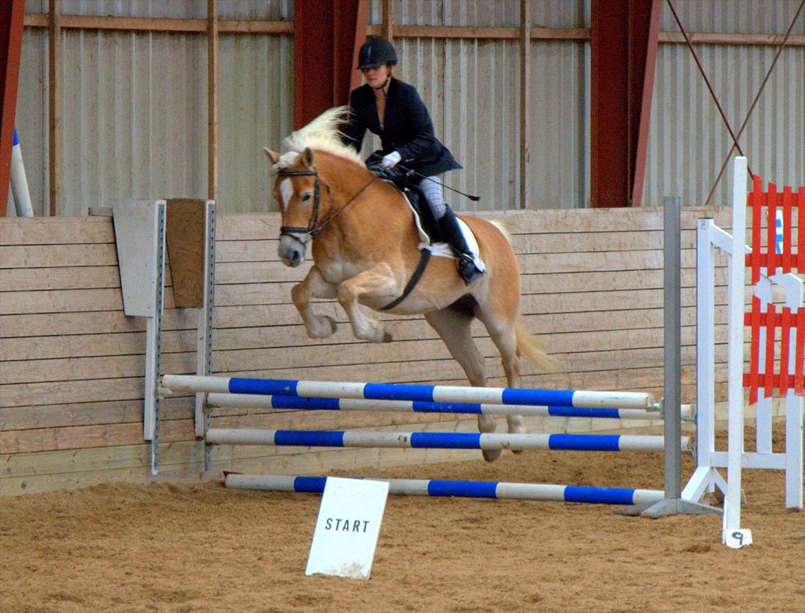 Tyroler Haflinger Honeymoon - Springstævne i Korinth.. Haflingersport.dk billede 3